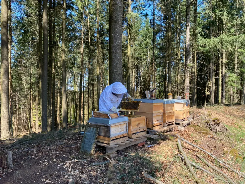 Bienenstöcke am Waldrand im Bayerischen Wald