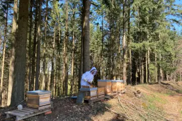 Imker mit Bienenkästen auf einer Waldlichtung bei Saulburg