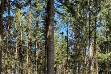 Waldlichtung im Bayerischen Wald mit Bienenvölkern