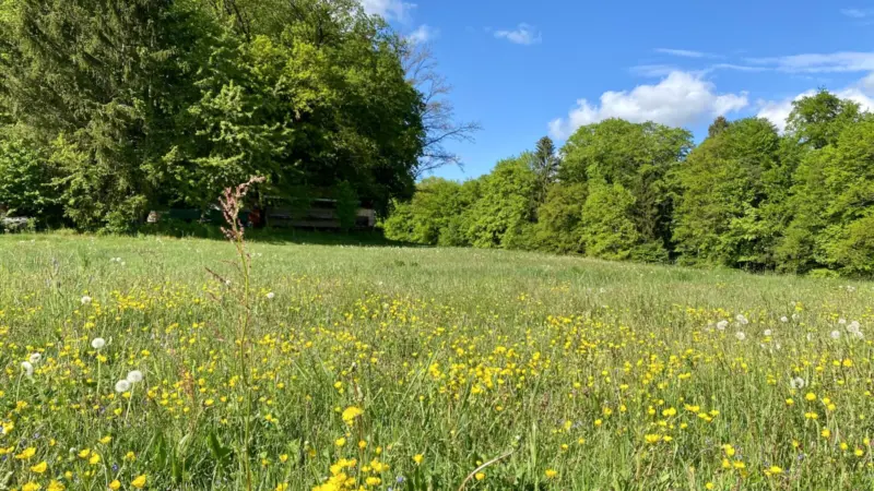 Bienen am Flugloch eines Bienenstocks
